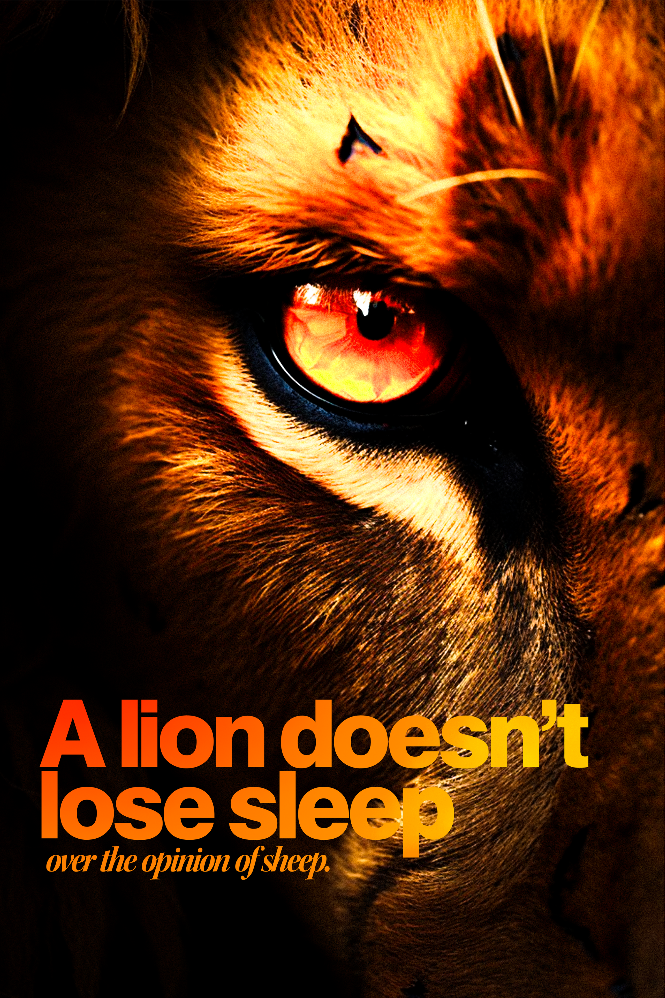 LION > SHEEP